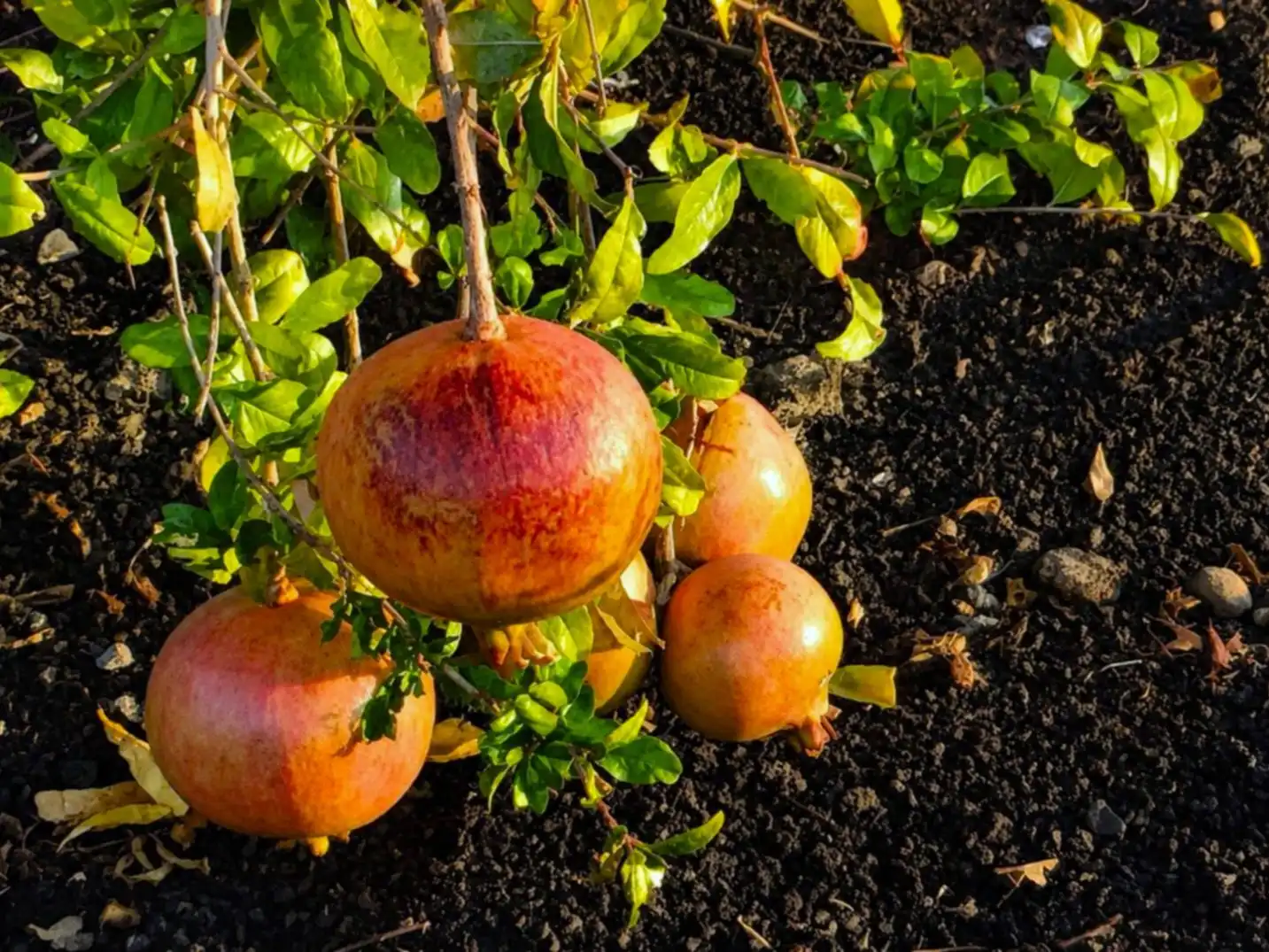 Jardí de Finca rústica en venda en Arrecife