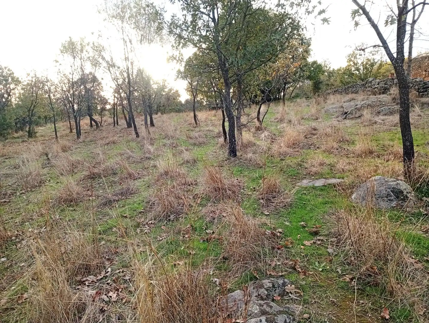 Terreni e lotti in vendita a Villanueva de la Vera, imagen 9