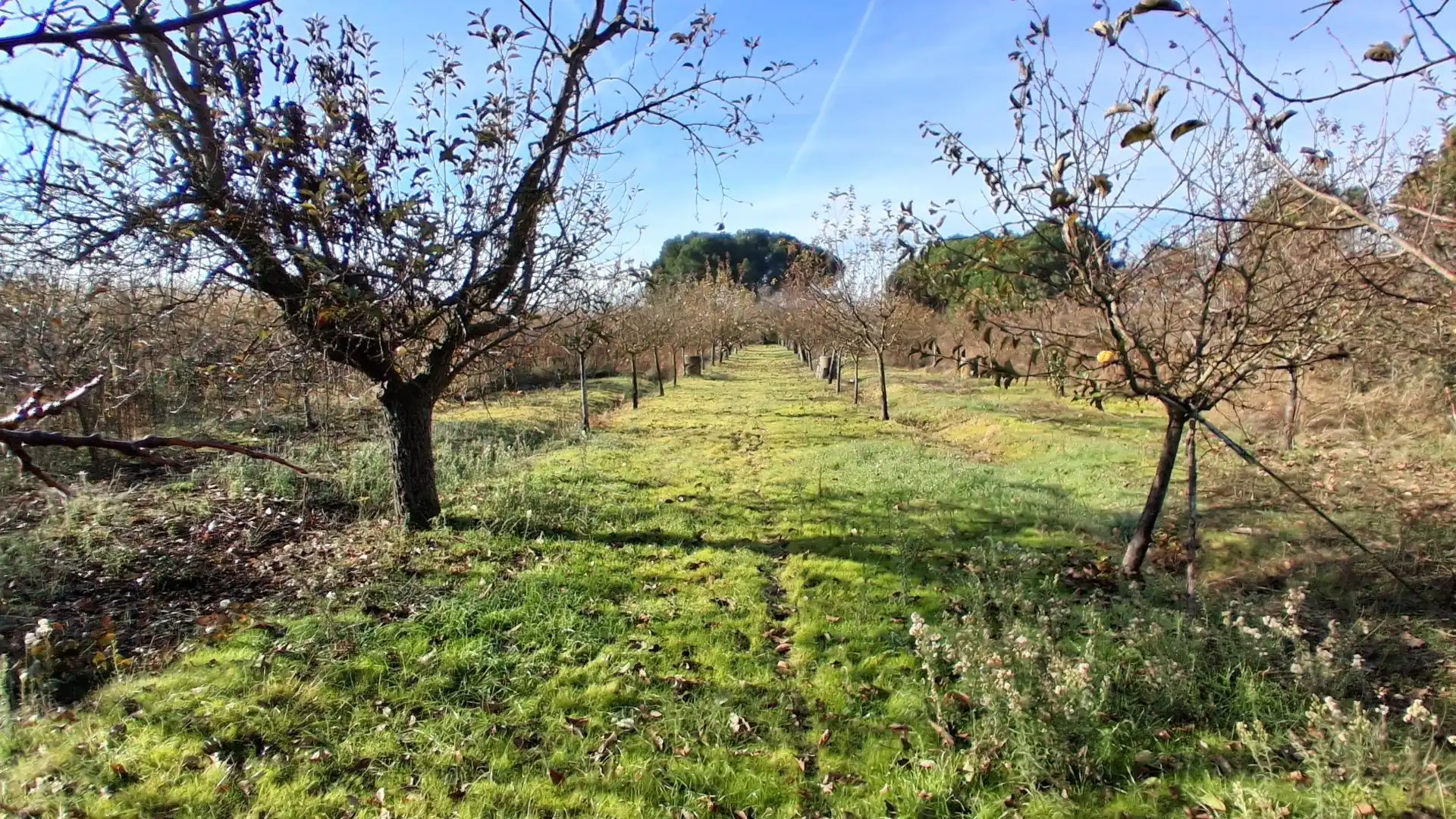 Finca rústica en venta en Almenara de Tormes