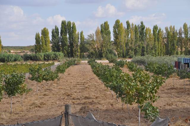 Terreno residencial en Venta en Villanueva de Alcardete