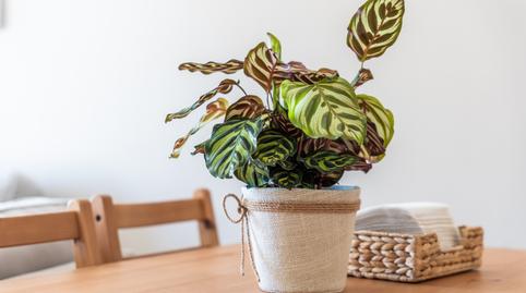 Foto 4 de Piso en venta en Carrer de Vidal I Barraquer, Santa Perpètua de Mogoda, Barcelona