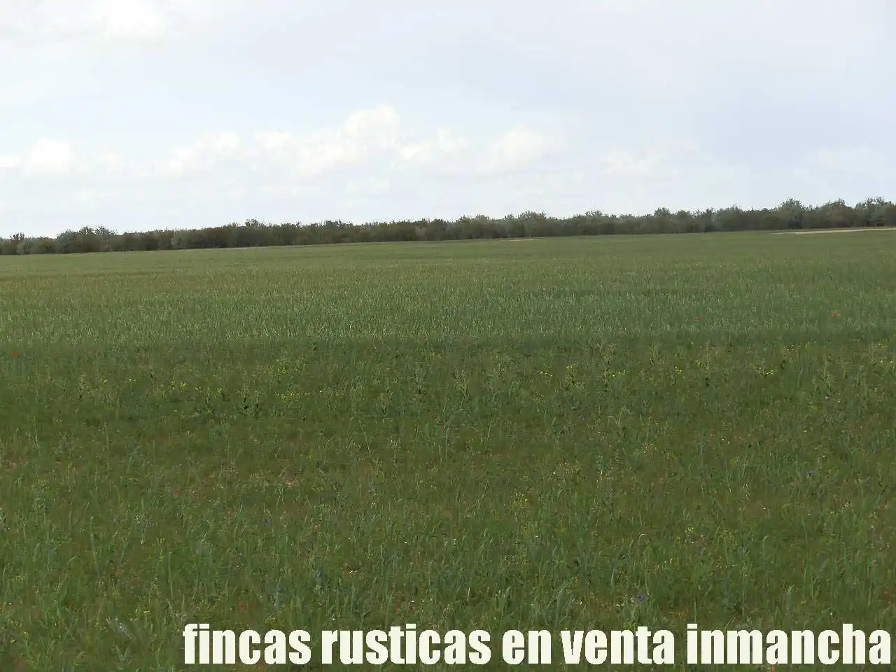 Terreny rústic en venda a Alcázar de San Juan, imagen 4