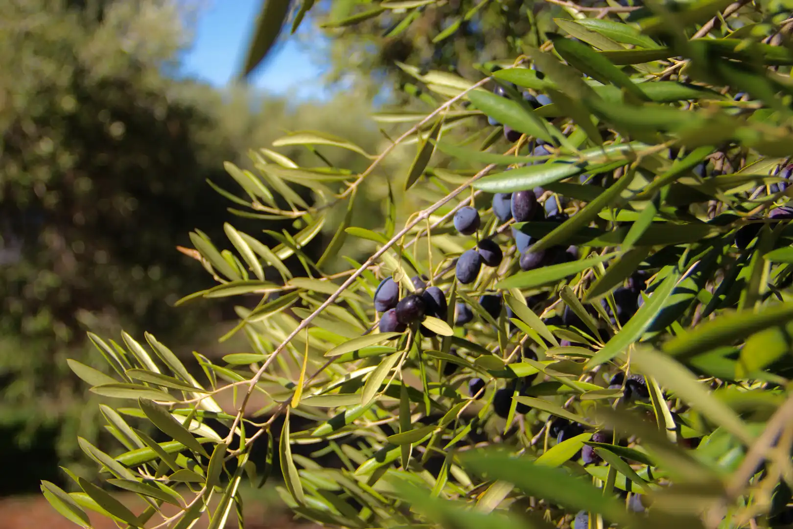 Jardí de Casa o xalet en venda en Benaocaz amb Jardí privat, Terrassa i Traster