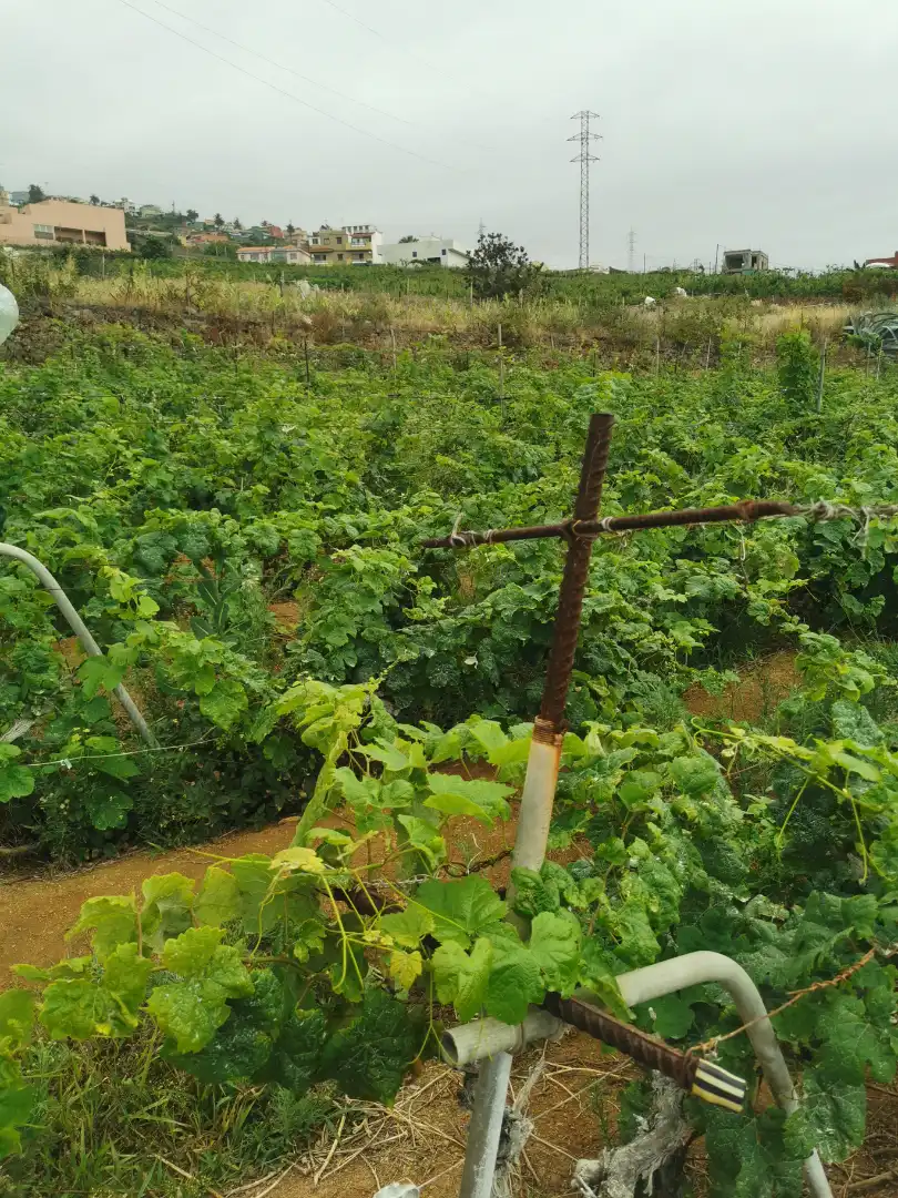 Terreno en venta en Calle la Bastona, Santa Úrsula pueblo
