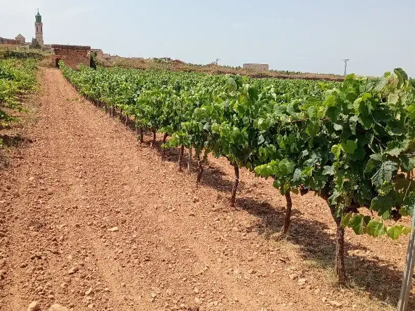 Rustikales Grundstück zum Verkauf in cami de rodonya 3, imagen 5
