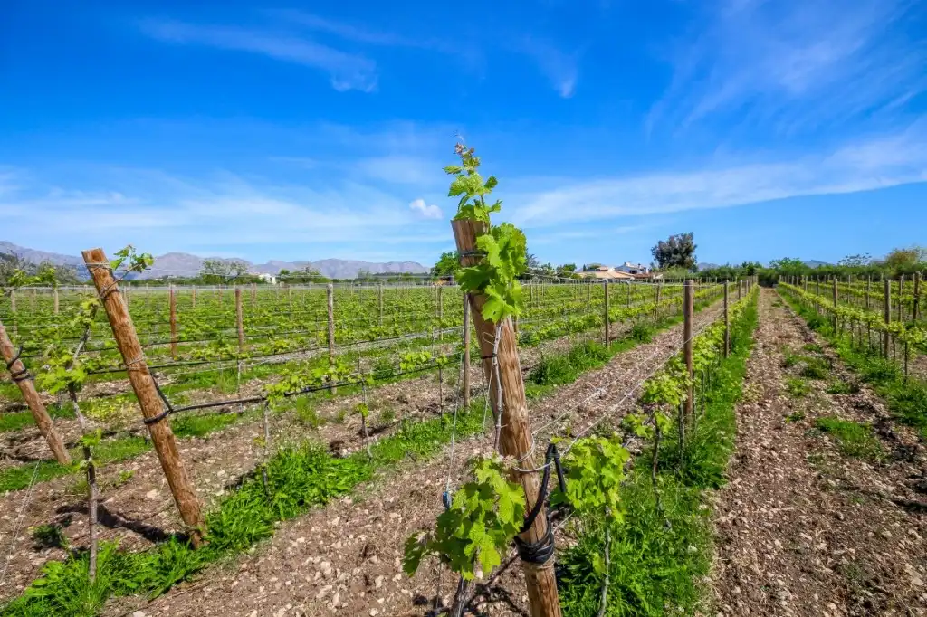 Vista exterior de Finca rústica en venda en Alcúdia amb Aire condicionat, Calefacció i Jardí privat