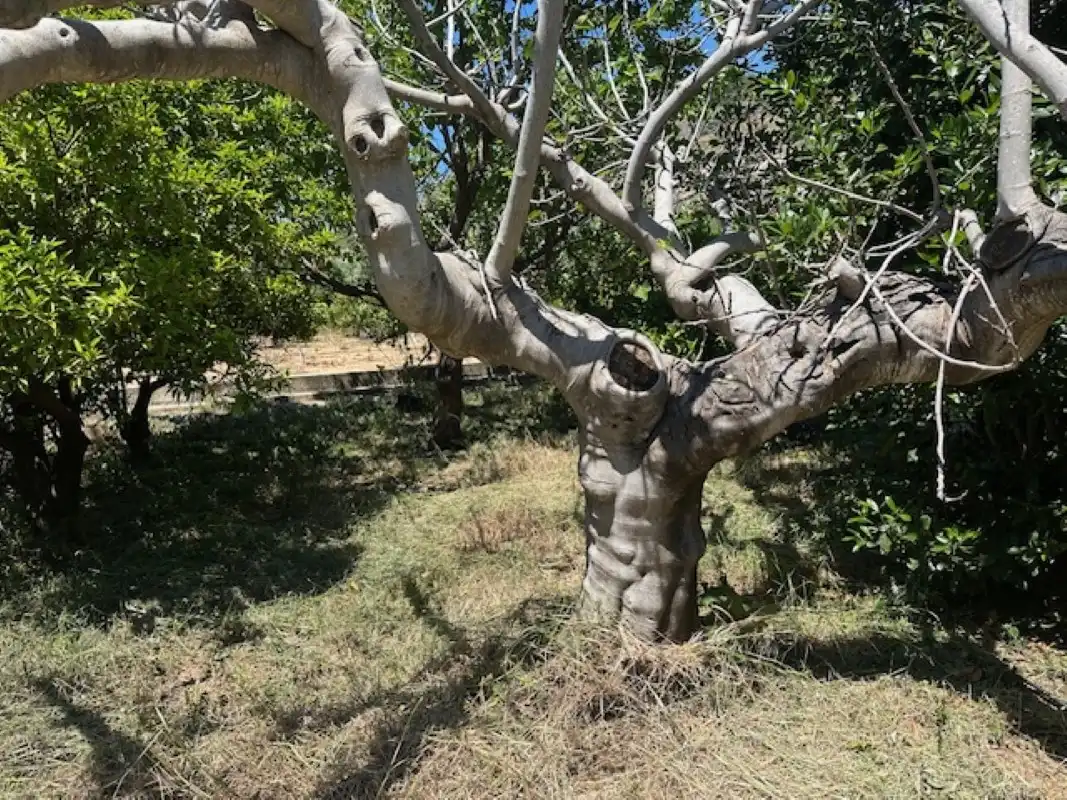 Jardín de Terreno en venta en La Font d'en Carròs