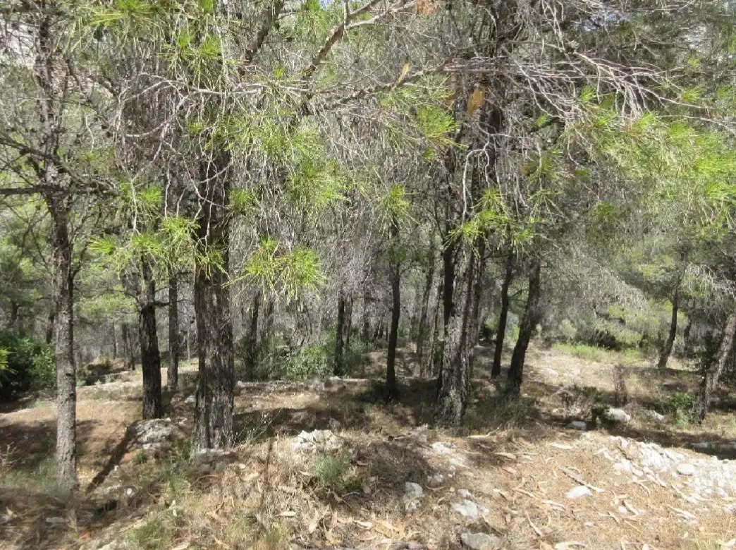 Residential land for sale in Calle Principal de la Serra, imagen 4