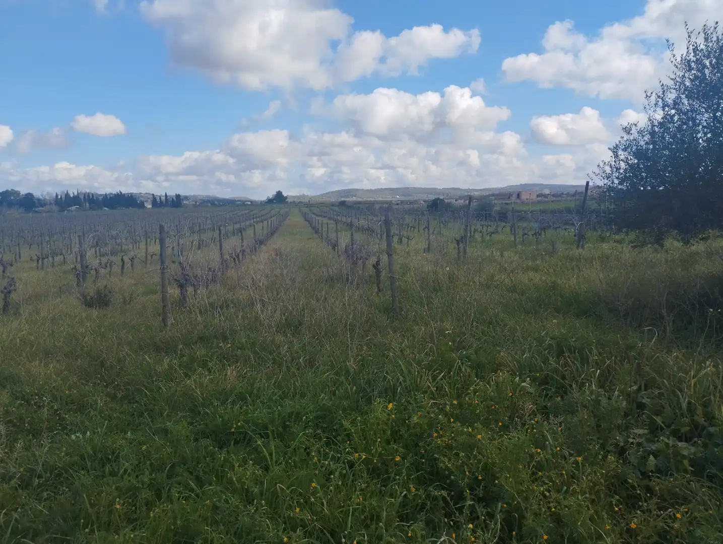 Terrain résidentiel à vendre à Algaida, imagen 7