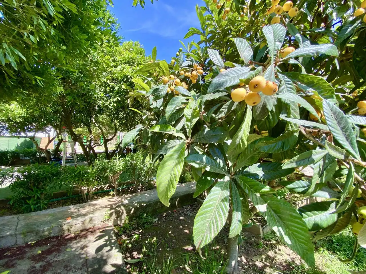 Garten von Haus oder Chalet zum Verkauf in  Palma de Mallorca mit Privatgarten, Terrasse und Abstellraum