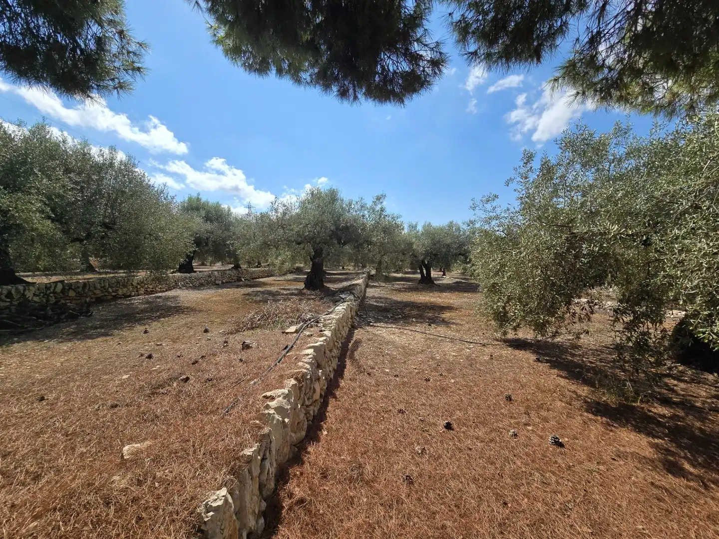 Finca rústica en venta en Freginals con Jardín privado