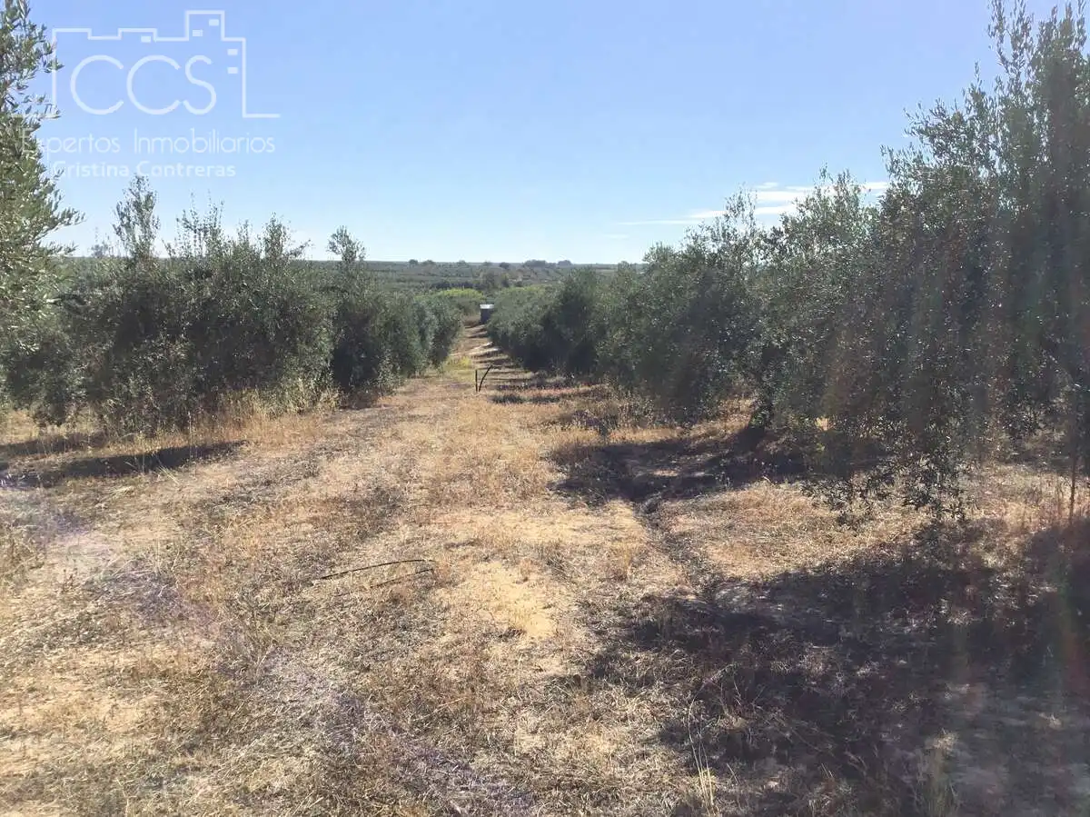 Terreni e lotti in vendita a Almonte ciudad