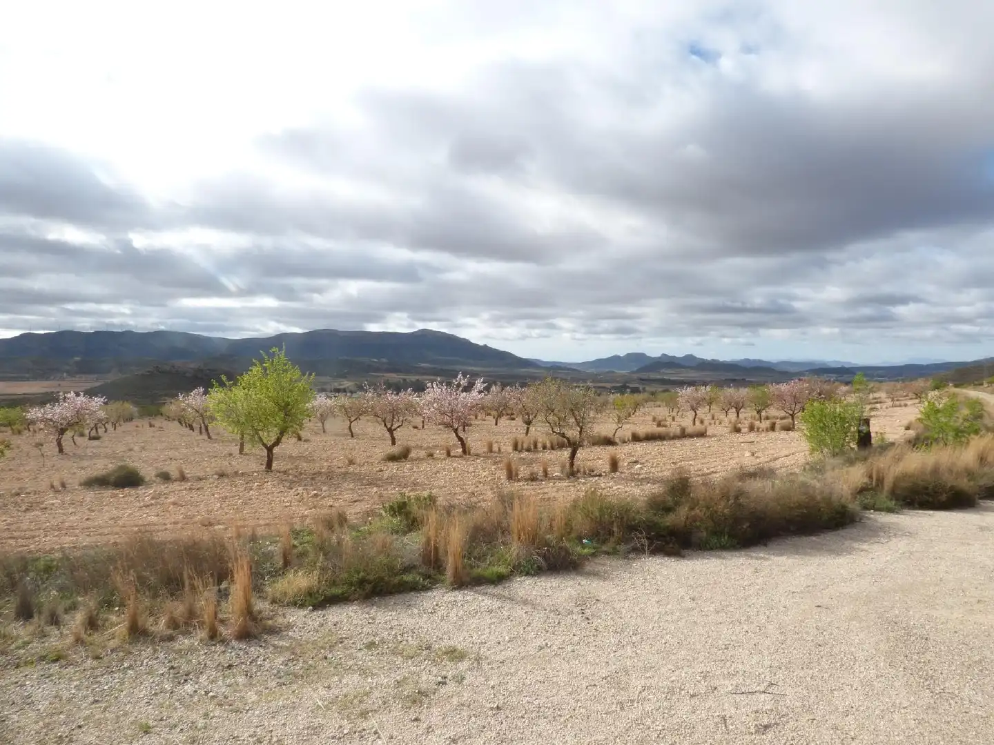Rustikales Grundstück zum Verkauf in Jumilla, imagen 17