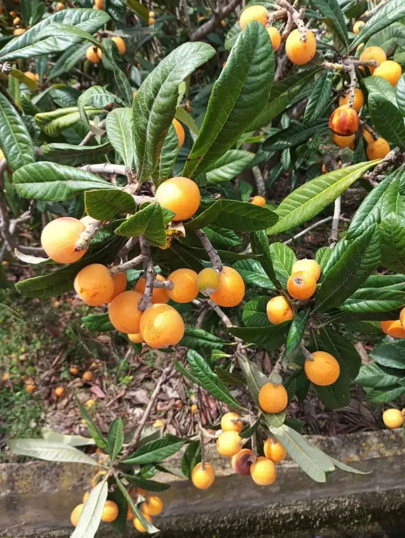 Jardí de Finca rústica en venda en La Nucia amb Traster