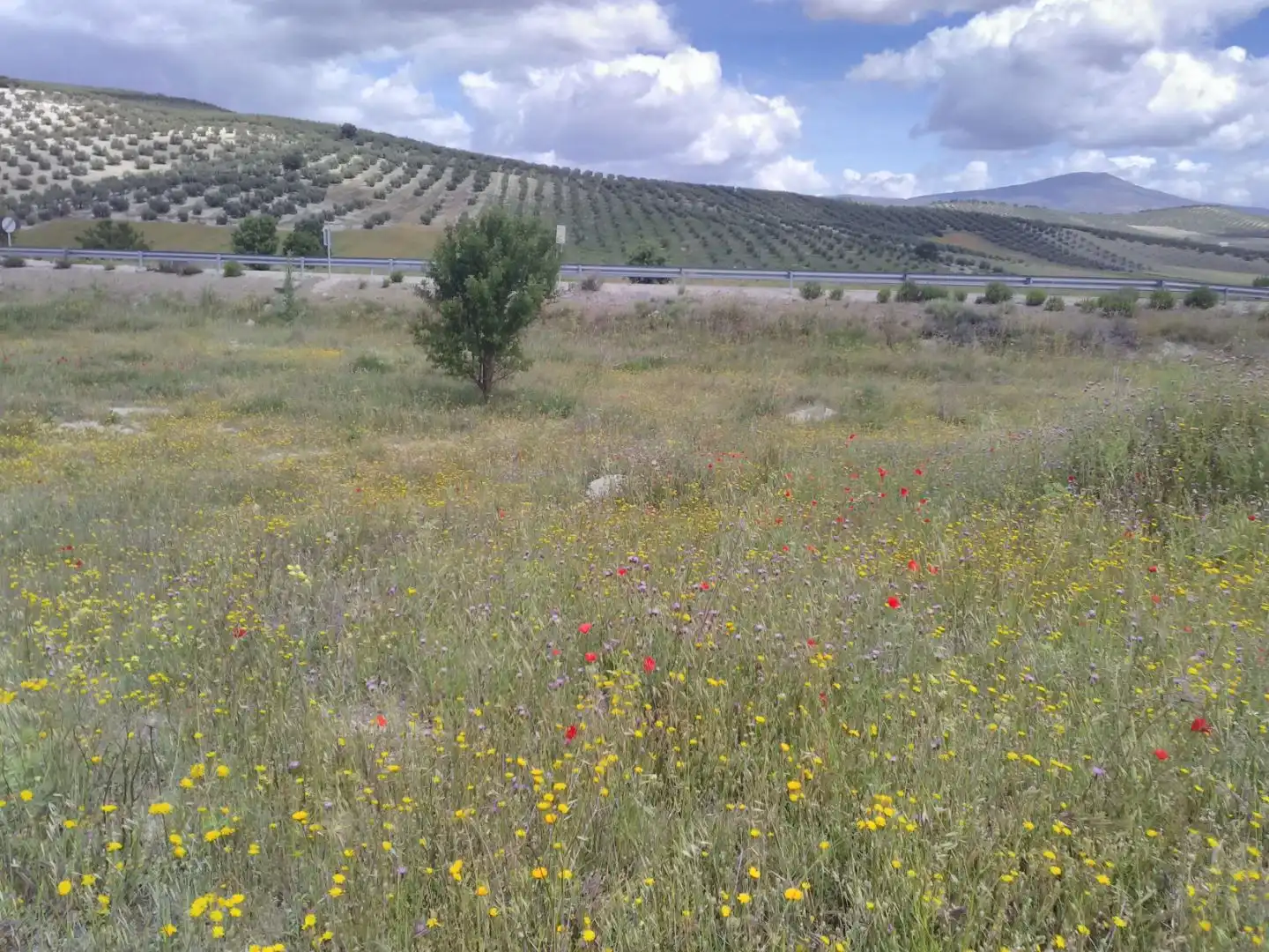 Industrial land for sale in Dehesas Viejas