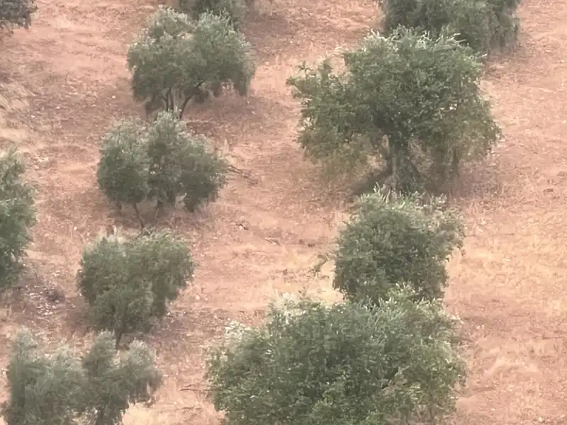 Terreno rústico en venta en Algarinejo, imagen 12