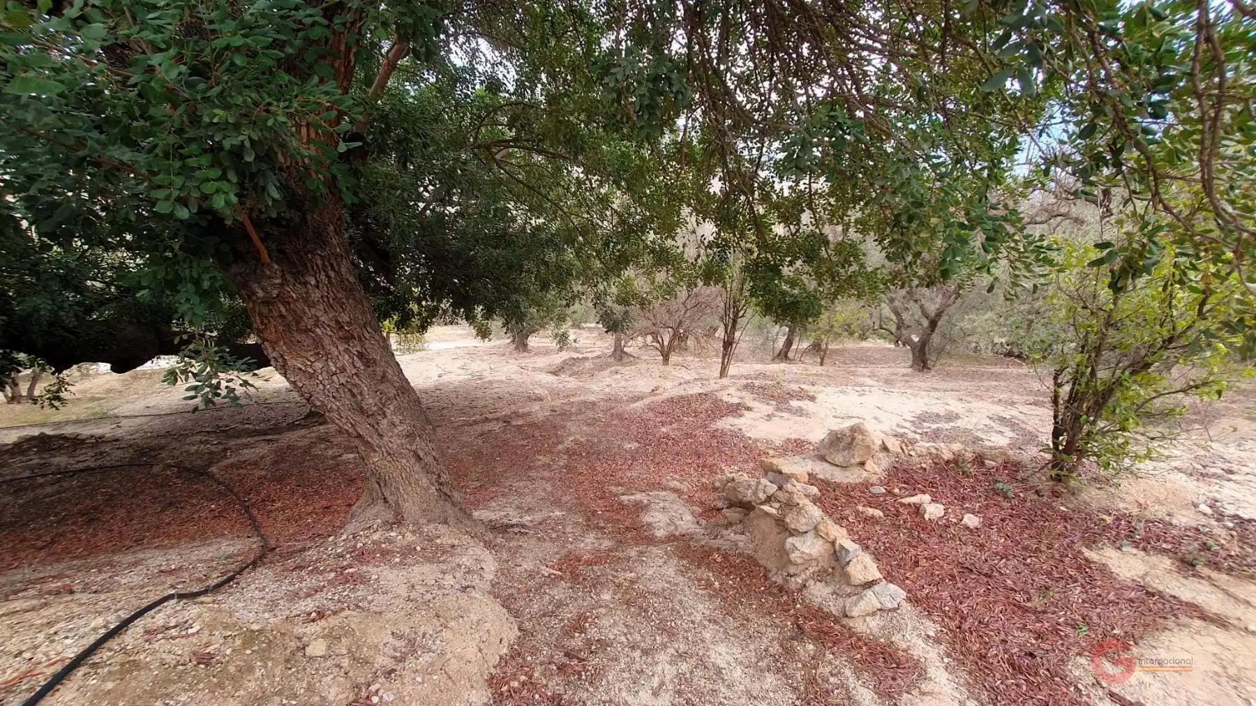 Terreni e lotti in vendita a El Pinar, imagen 4