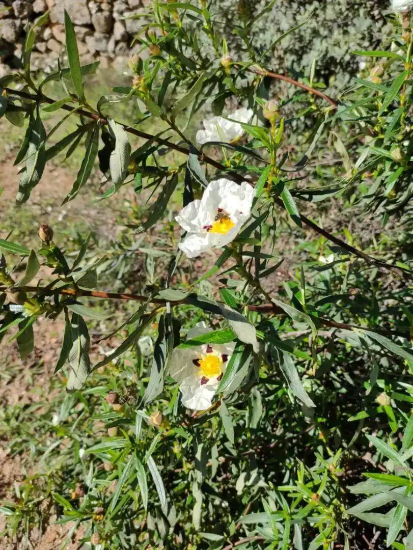 Jardín de Piso en venta en Aldeanueva de San Bartolomé