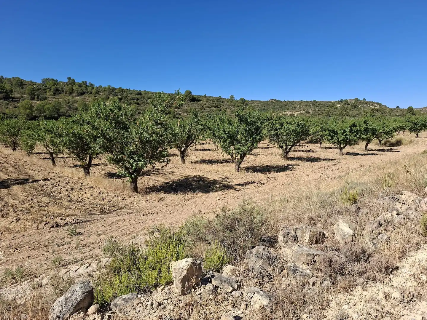 Finca rústica en venta en Maella