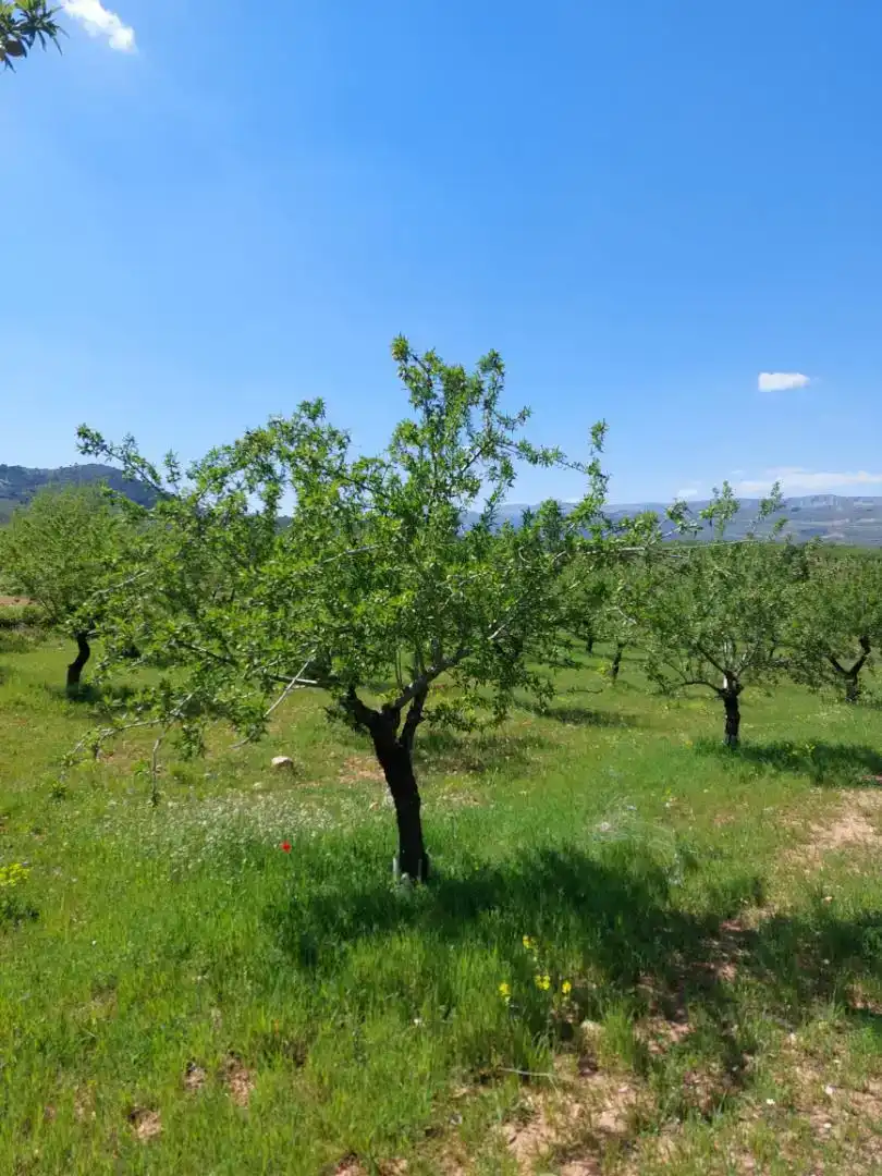 Finca rústica en venda en La Peza