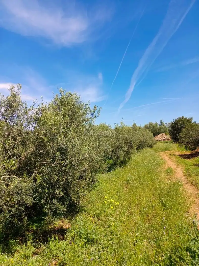 Rural land for sale in Carrer Molí del Mig 29, imagen 4