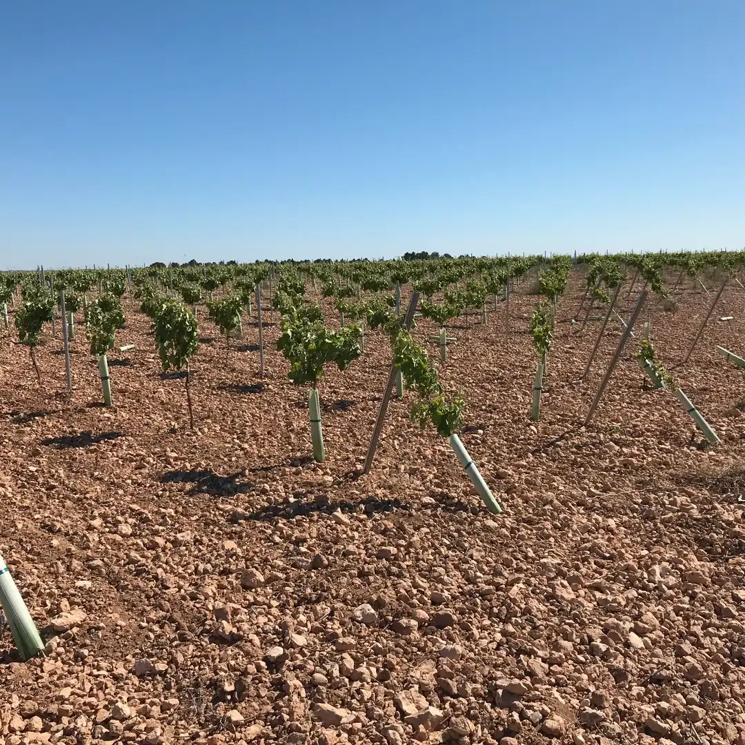 Terrenys i solars en venda a Mota del Cuervo, imagen 4
