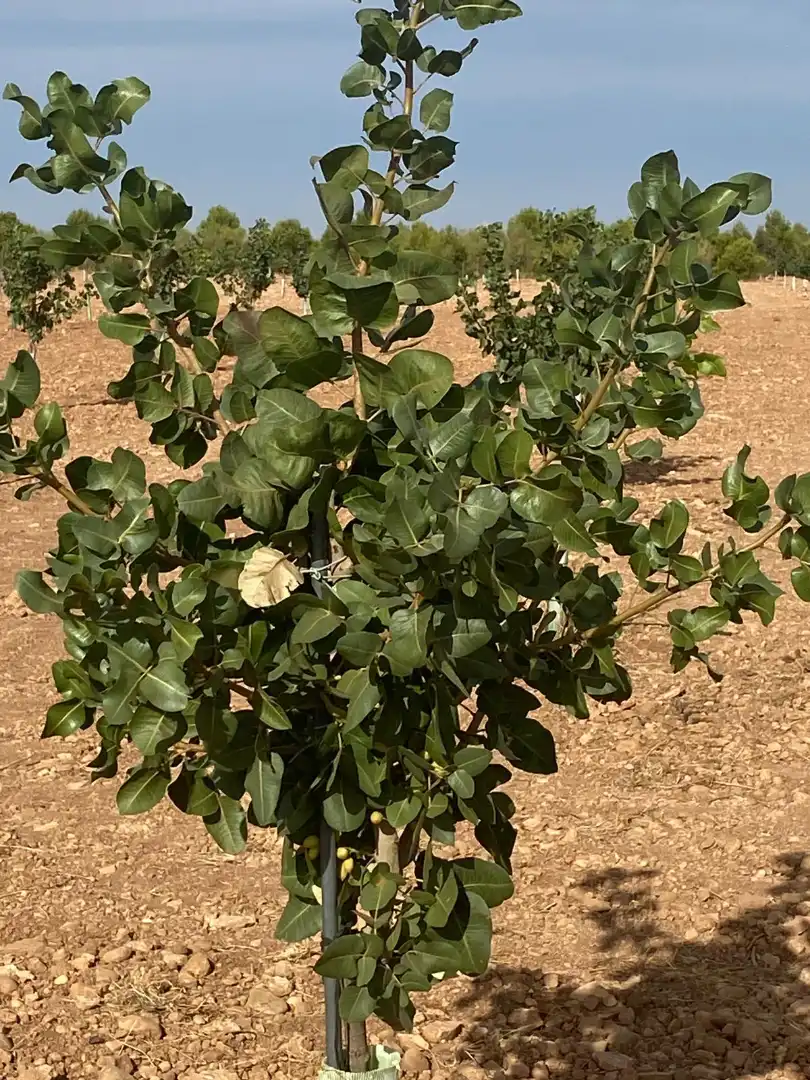 Terreno rustico in vendita a Calle García Pavón, imagen 7