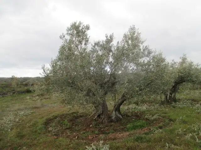Garden of Country homes for sale in San Felices de los Gallegos
