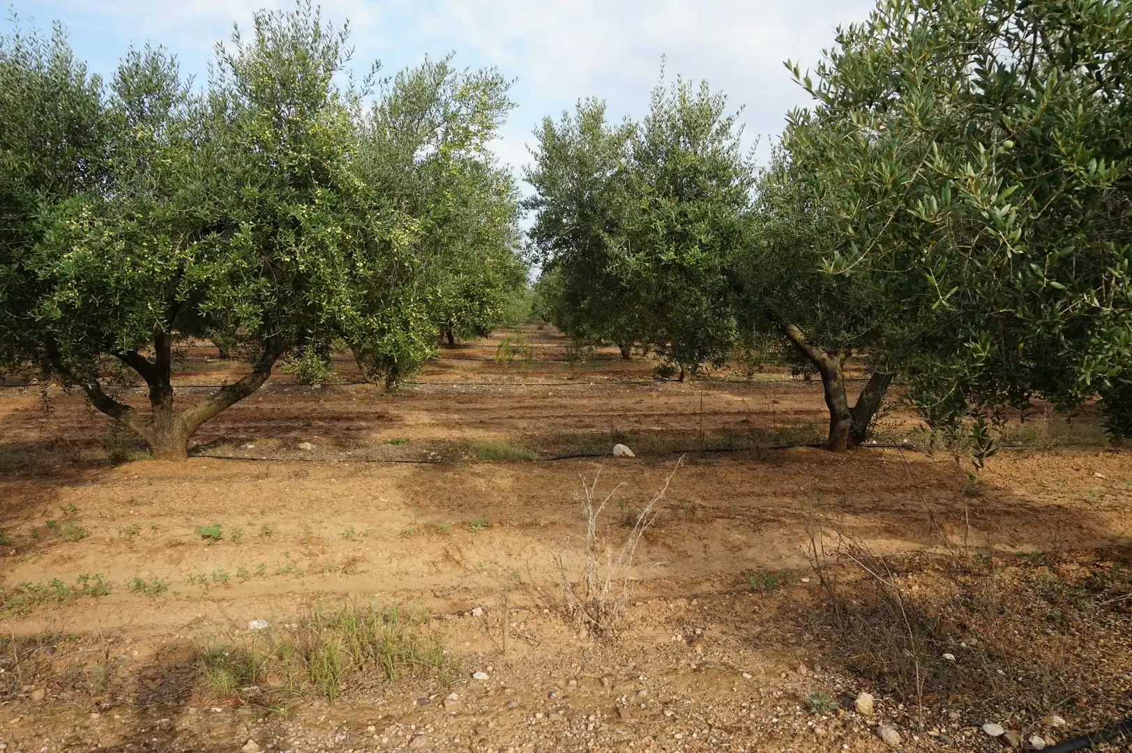 Terreno rustico in vendita a La Creu de Salom, imagen 20