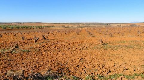 Espectacular Finca de 120 Ha en Tierra de Barros Máxima Rentabilidad Agrícola, immagine 3