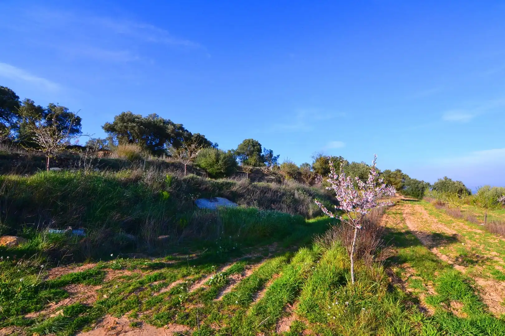 Rural land for sale in Gandesa, imagen 32