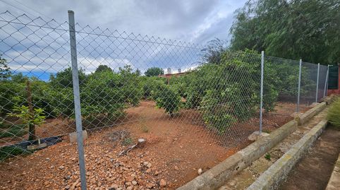CLEMENULES Y AGUACATES EN  SANTA QUITERIA, imatge 5