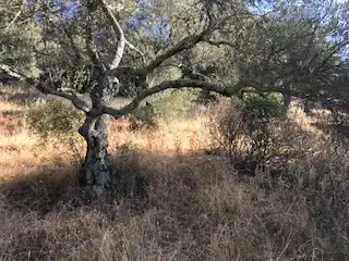 Terreni e lotti in vendita a Cortegana, imagen 24