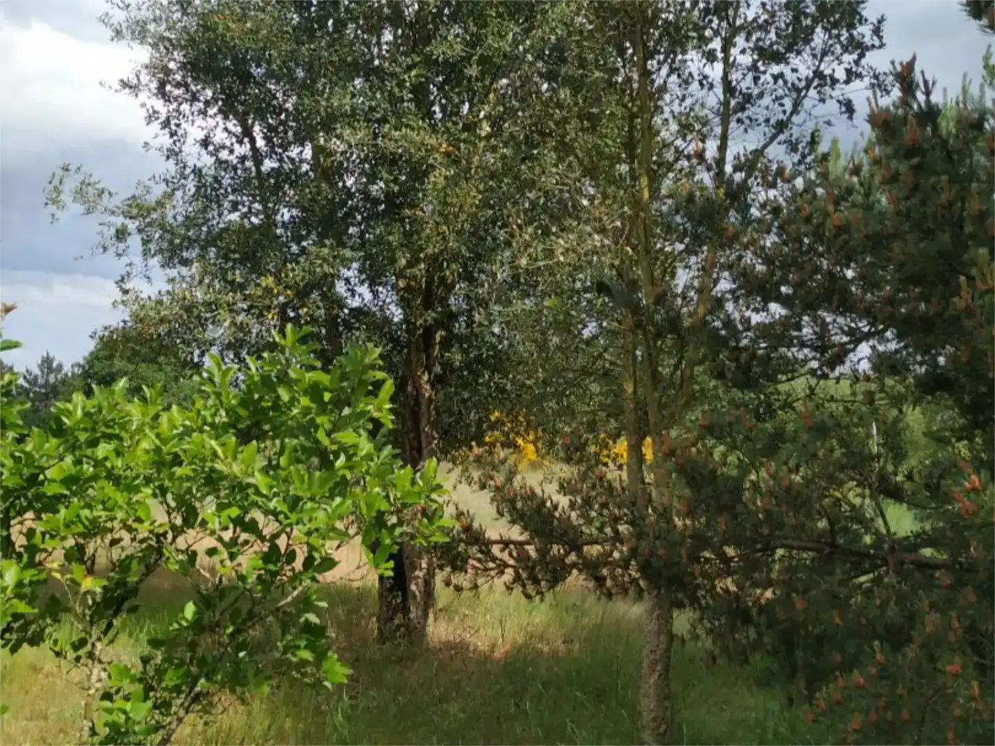 Land for sale in Sandiás
