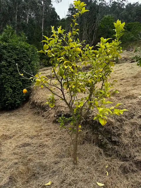Casa adosada en venda en Pravia amb Calefacció, Jardí privat i Terrassa