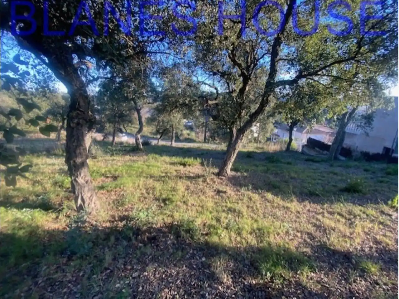 Terreno rustico in vendita a Calle Sensitiva, imagen 5
