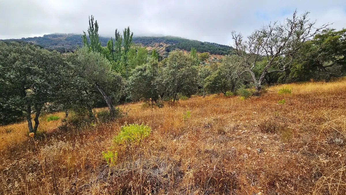 Terreno en venta en Cabeza la Vaca