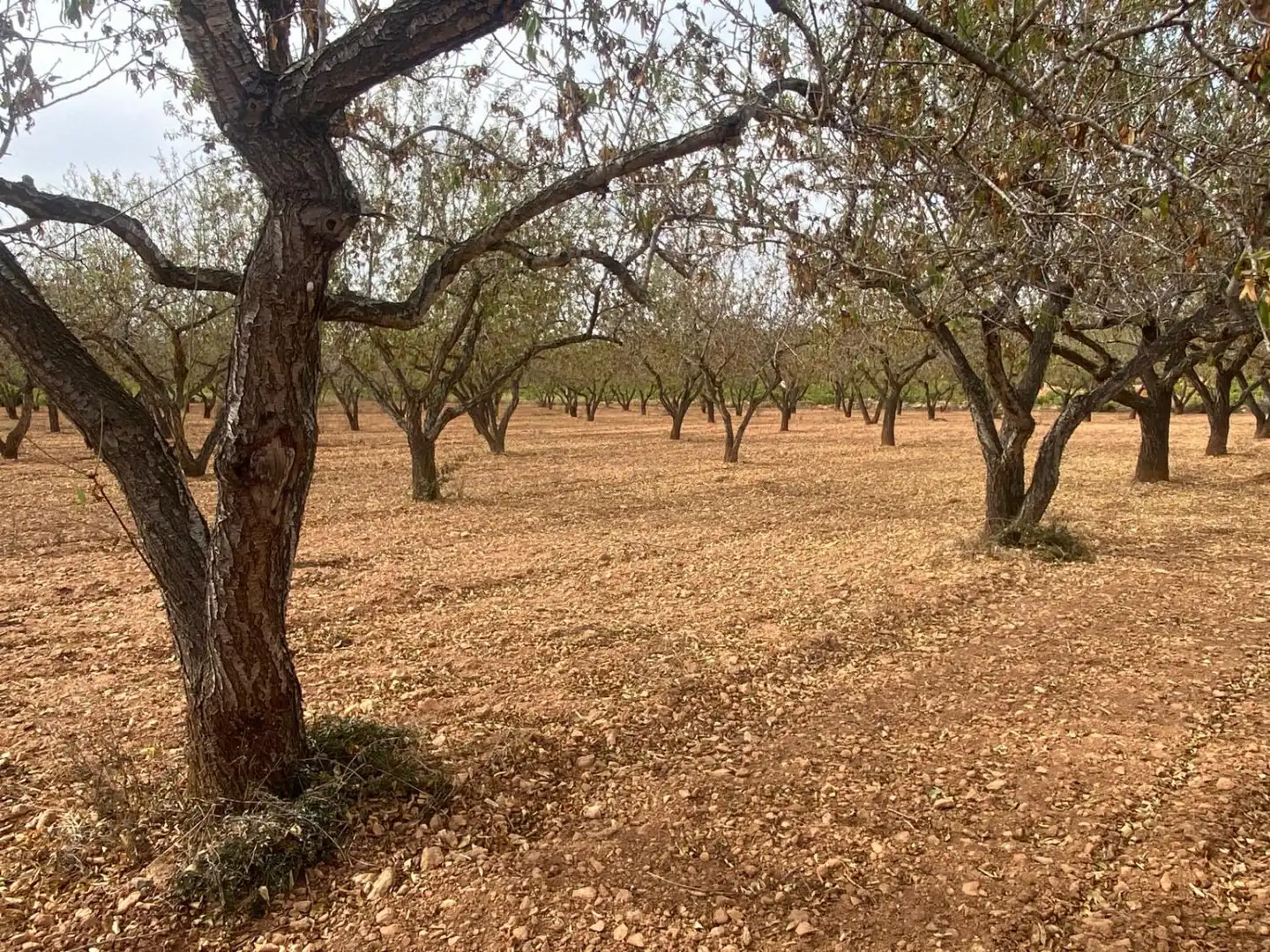 Casa rustica in vendita a Masllorenç, imagen 14