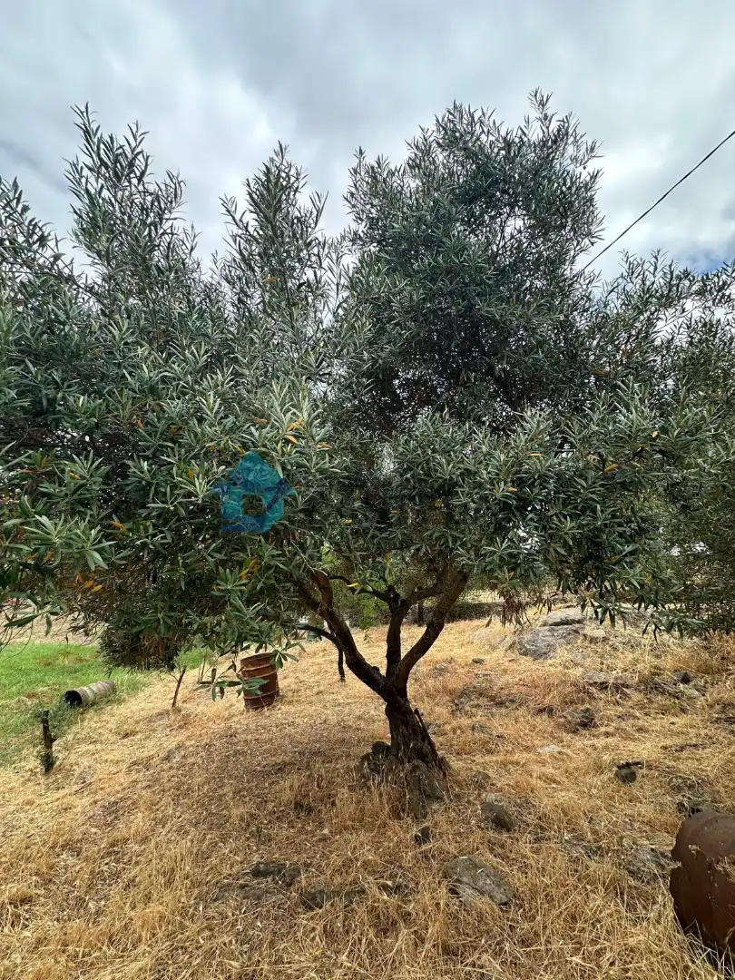 Jardí de Casa o xalet en venda en Oliva de la Frontera amb Moblat