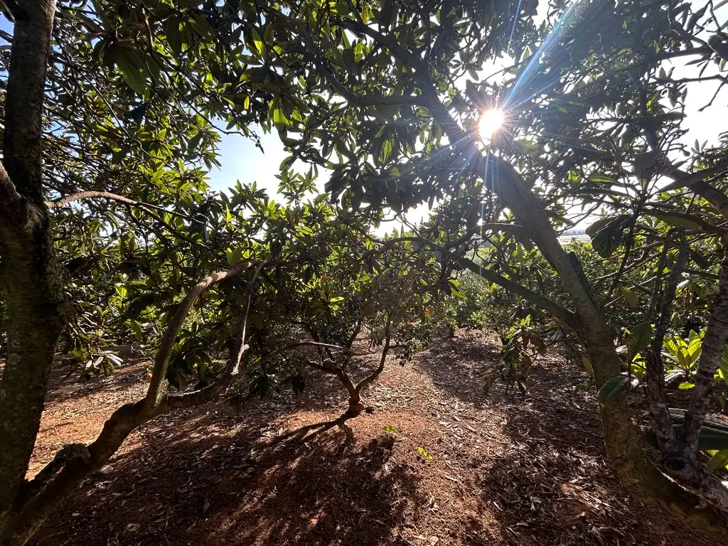Garden of Land for sale in Muro