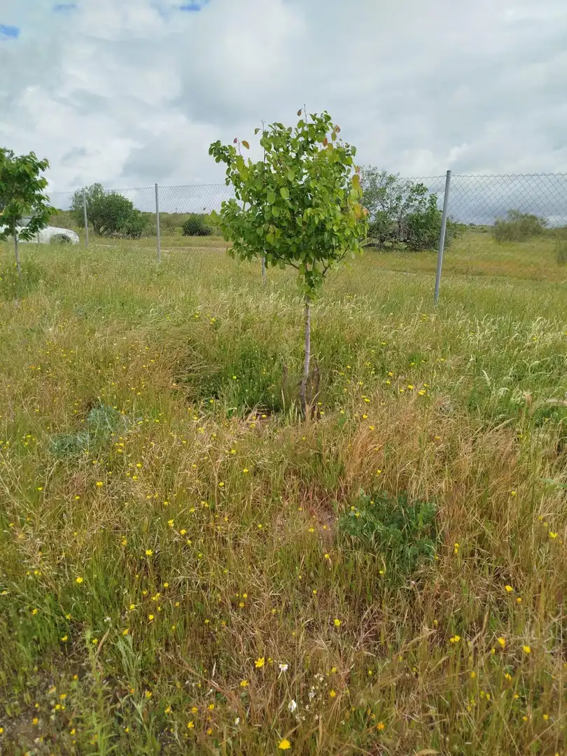 Terreno rústico en venta en Fuencarral - El Pardo, imagen 35