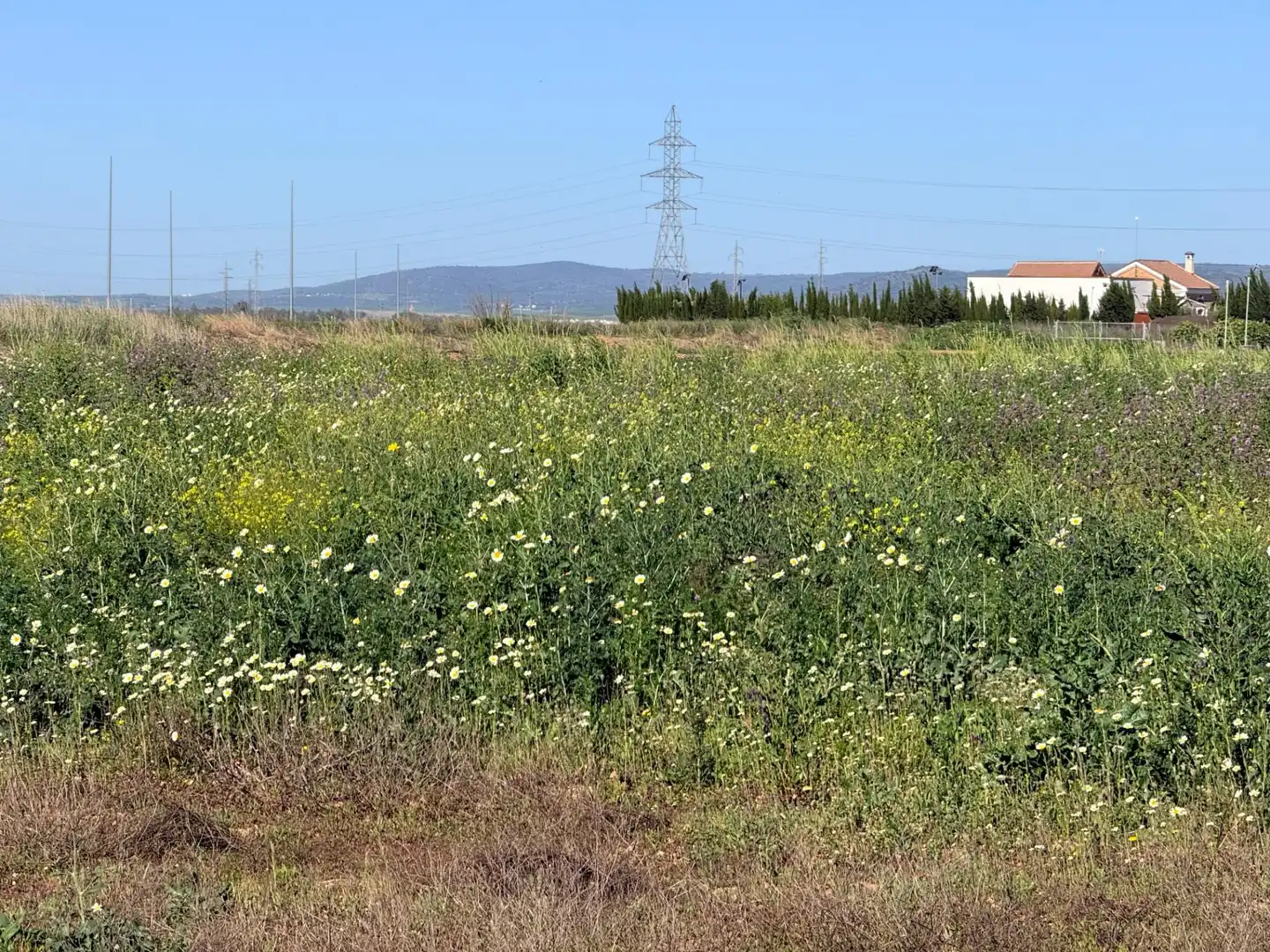 Terreni e lotti in vendita a Carretera de Tocina los Rosales, imagen 3