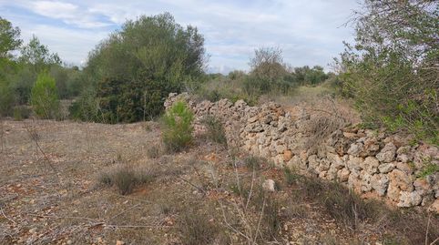 Finca de garriga y pinar, immagine 2