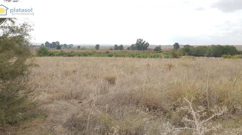 Foto 4 de Finca rústica en venda a Carretera Guillena, Guillena pueblo, Sevilla