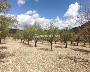 Land for sale in Puebla de Don Fadrique