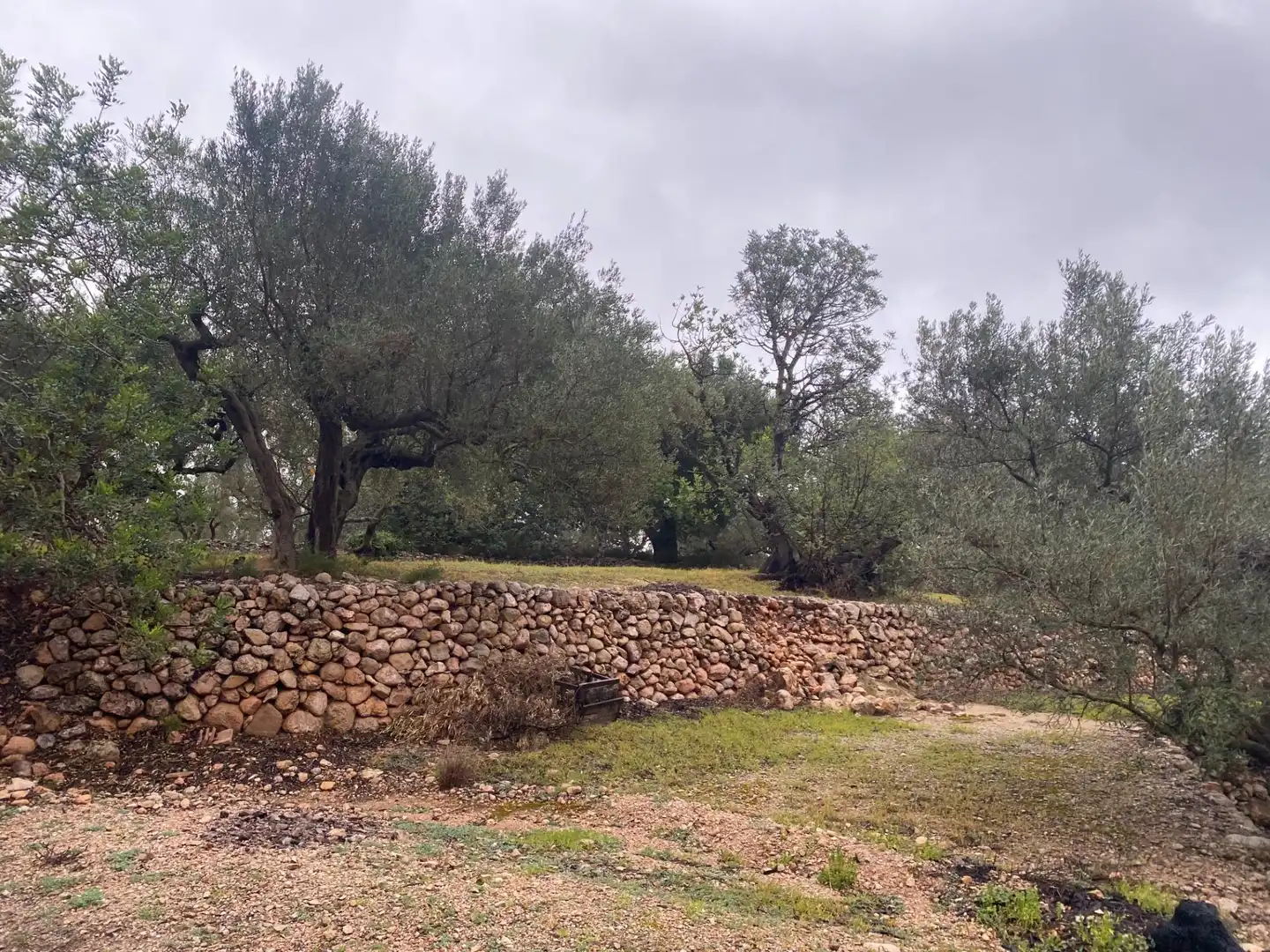 Terreno rustico in vendita a Roquetes, imagen 2