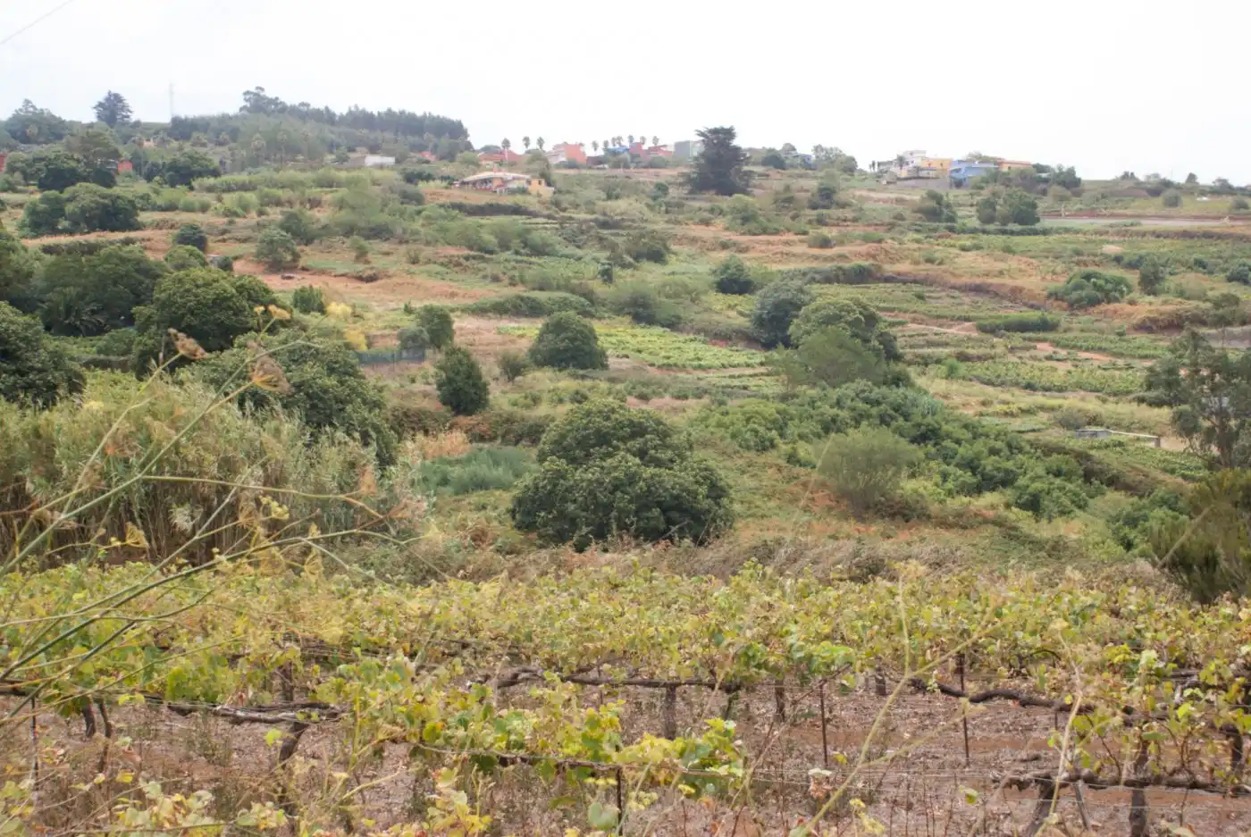 Terreny en venda en El Sauzal