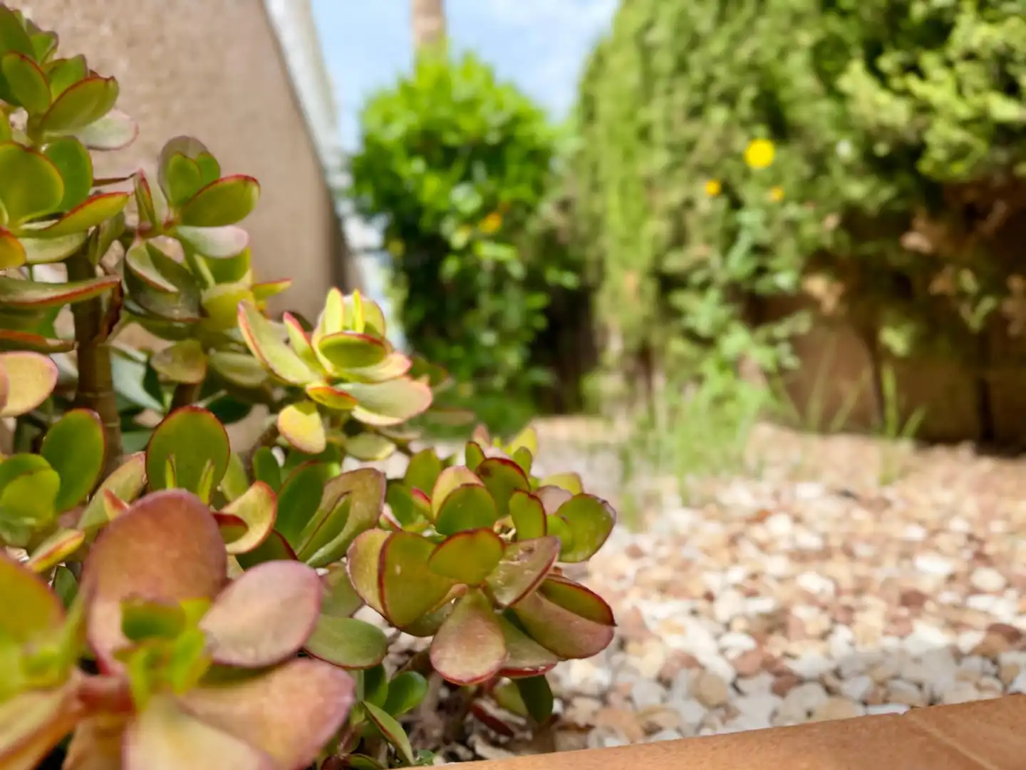 Jardín de Casa o chalet en venta en Torrevieja con Aire acondicionado, Jardín privado y Terraza