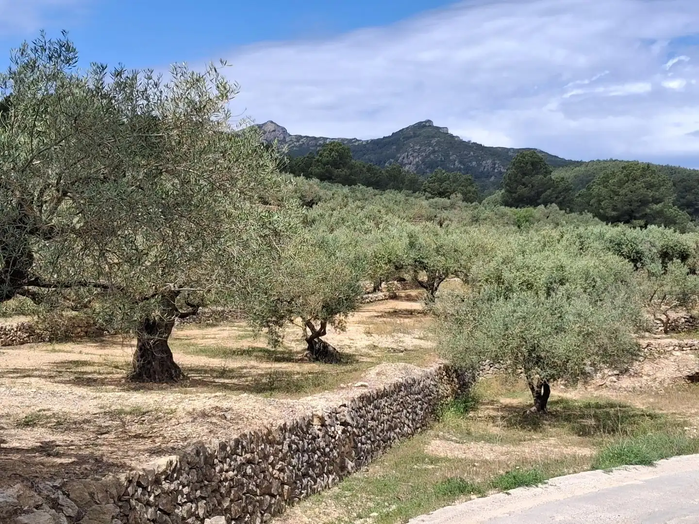 Terreno rustico in vendita a El Perelló, imagen 16