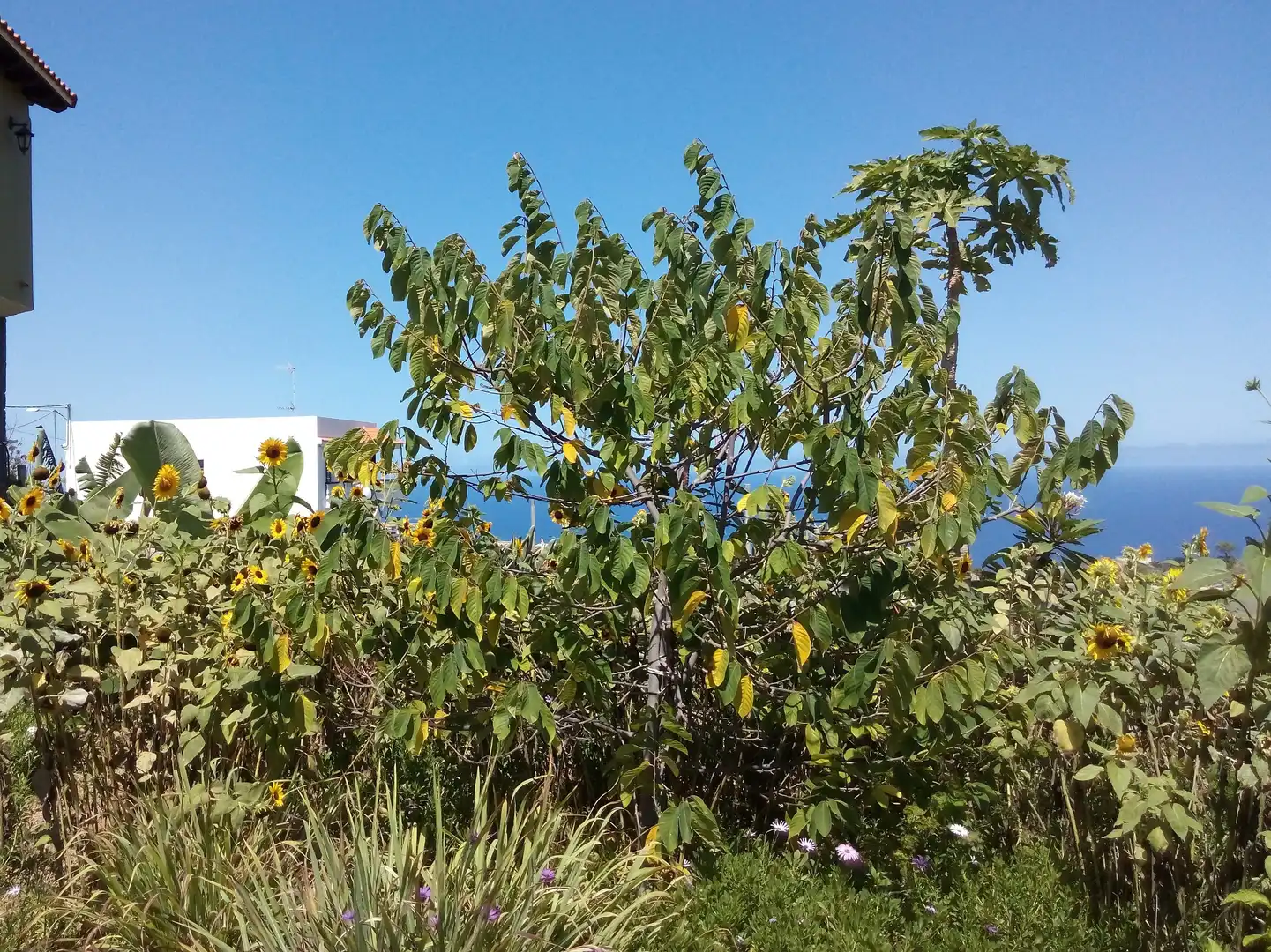 Houses for sale in La Guancha  with Private garden, Terrace and Storage room